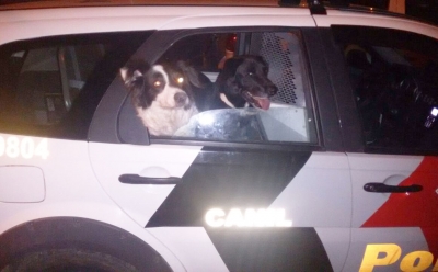 PM apreende drogas na favela do Azaléia