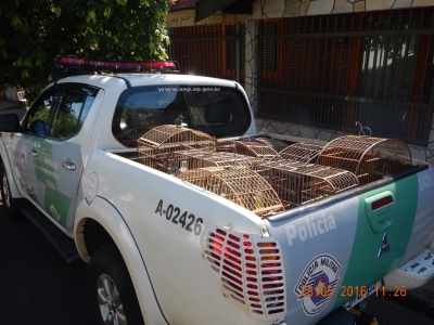 Polícia apreende pássaros silvestres em Marília