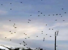 Chuva de aranhas assusta          população de distrito