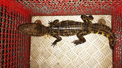 Bombeiros salvam gatinha e capturam jacaré em Marília