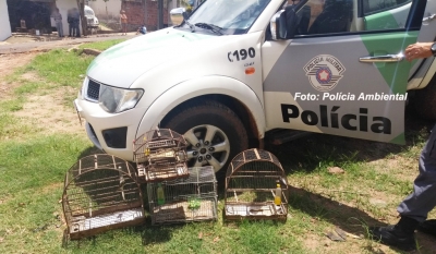 Caçadores de pássaros são detidos em Marília e levam multa de R$ 7,5 mil