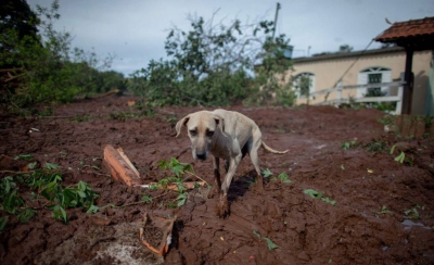 Equipe resgata 350 animais em Brumadinho