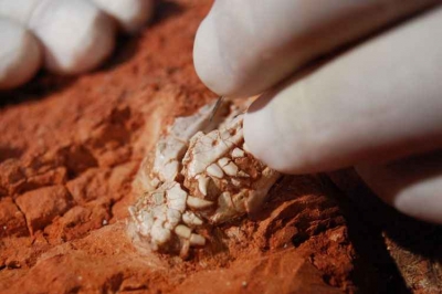 Descobertos fósseis de dinossauro de 320 milhões de anos 