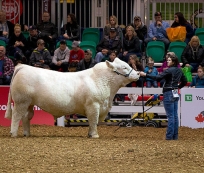 Touro reprodutor poderá                    ser abatido por gostar de machos