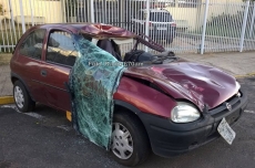Cavalo é atropelado em rodovia