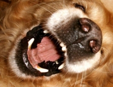 Cão ataca e fere crianças                  em Garça