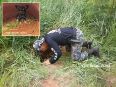 Buscas: cãozinho é resgatado          de buraco pelos Bombeiros