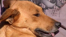 Cachorra impede que criança           seja estuprada e ganha fama de heroína