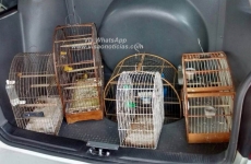 Presos com pássaros silvestres