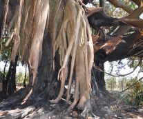 Árvore sexagenária incendiada na zona rural em suposto ritual de magia negra