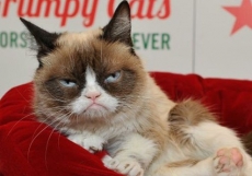 Gata emburrada vira estrela               na TV