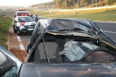 Perigo: animais na pista         provocam acidentes