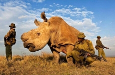 Guerra dos rinocerontes: a luta contra extinção