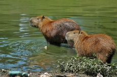 Febre maculosa: morte na região