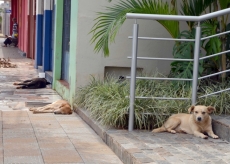 Abandonar os animais é crime!