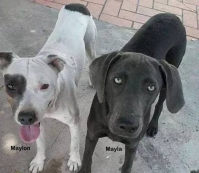 Você viu o Maylon e a Mayla?