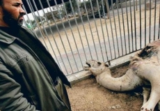 Animais de zoológico em Gaza                   morrem em conflitos