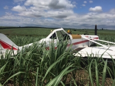 Piloto faz pouso forçado                   de avião agrícola em canavial 