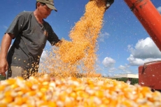 IBGE: safra  maior                em 2,8% que a de 2013