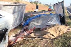 Caminhão carregado com carne   tomba em rodovia