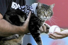 Sacrificado o cão que atacou   menino nos EUA