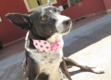 Preparado para ter um cão?