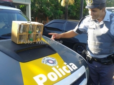 Polícia apreende pássaros             na rodovia SP-333