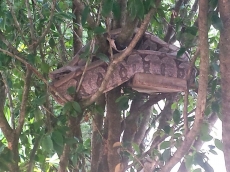 Jiboia é resgatada de quintal de residência