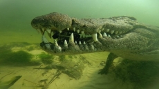 Crocodilo rouba GoPro                                     de mergulhador