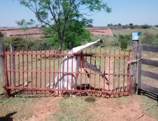Novilha pula cerca e prende             pata em lança de portão