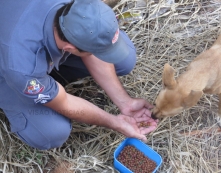 Corpo de Bombeiros resgata cão preso                                   em buraco