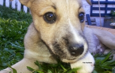 Lázaro: cachorro sobrevive                após atropelamento e injeção letal