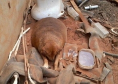 Mascote de lanchonete: cão                    obeso é resgatado para tratamento