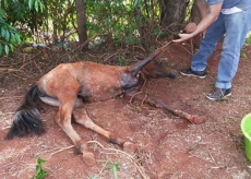 Suposto estupro de égua               é descartado por médico veterinário