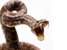 Homem estaciona em rodovia para urinar e é mordido por cobra. Permanece internado