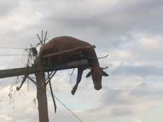 Corpo de vaca fica sobre poste no RS