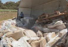 Moradores saqueiam frangos                   após acidente com carreta