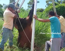 Bombeiros resgatam vaca        que caiu em bueiro