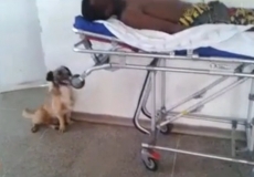 Cão persegue ambulância         para não se afastar do dono