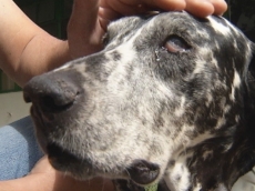 Cadela cega se recupera                com hemodiálise e evita eutanásia