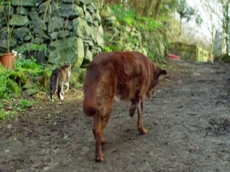 AMIZADE: gato vira guia de cão cego            e surdo