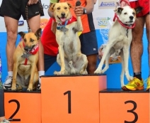 Maior Cãorrida e Cãominhada                  do Brasil