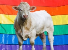 Touro gay é salvo por doações      até do criador de Os Simpsons