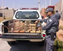 Polícia Ambiental flagra              animais em maus-tratos