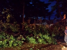 Chuva derruba árvore na região