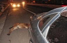 Animais causam engavetamento      na SP-294