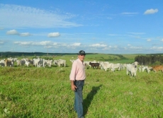 Gado furtado na região             é avaliado em R$ 75 mil