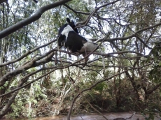 Vaca fica presa em árvore        após ser arrastada por enxurrada