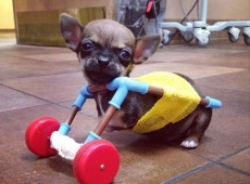 Cão sem patas dianteiras               usa brinquedo para andar