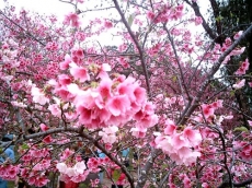 Festa da Cerejeira em Garça, começa nesta nesta sexta-feira 